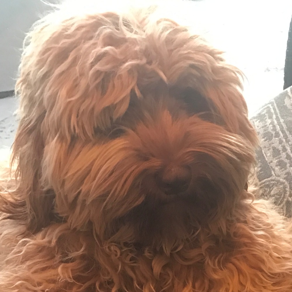 Meet your Posher, Mojey